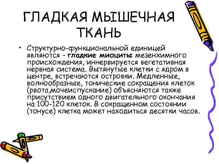 ГЛАДКАЯ МЫШЕЧНАЯ ТКАНЬ • Структурно-функциональной единицей являются - гладкие миоциты мезенхимного происхождения, иннервируется вегетативная