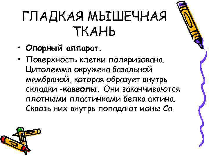 ГЛАДКАЯ МЫШЕЧНАЯ ТКАНЬ • Опорный аппарат. • Поверхность клетки поляризована. Цитолемма окружена базальной мембраной,