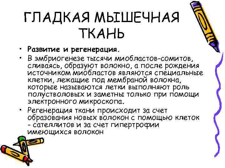 ГЛАДКАЯ МЫШЕЧНАЯ ТКАНЬ • Развитие и регенерация. • В эмбриогенезе тысячи миобластов-сомитов, сливаясь, образуют