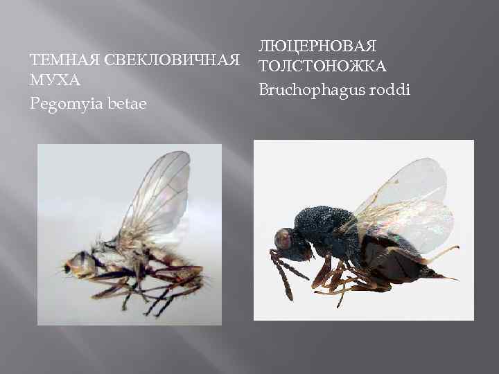 ТЕМНАЯ СВЕКЛОВИЧНАЯ МУХА Pegomyia betae ЛЮЦЕРНОВАЯ ТОЛСТОНОЖКА Bruchophagus roddi 