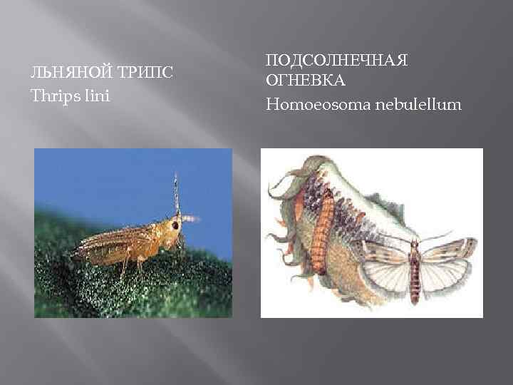 ЛЬНЯНОЙ ТРИПС Thrips lini ПОДСОЛНЕЧНАЯ ОГНЕВКА Homoeosoma nebulellum 
