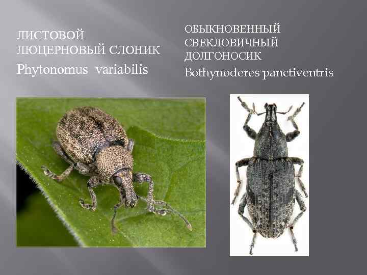 ЛИСТОВОЙ ЛЮЦЕРНОВЫЙ СЛОНИК Phytonomus variabilis ОБЫКНОВЕННЫЙ СВЕКЛОВИЧНЫЙ ДОЛГОНОСИК Bothynoderes panctiventris 