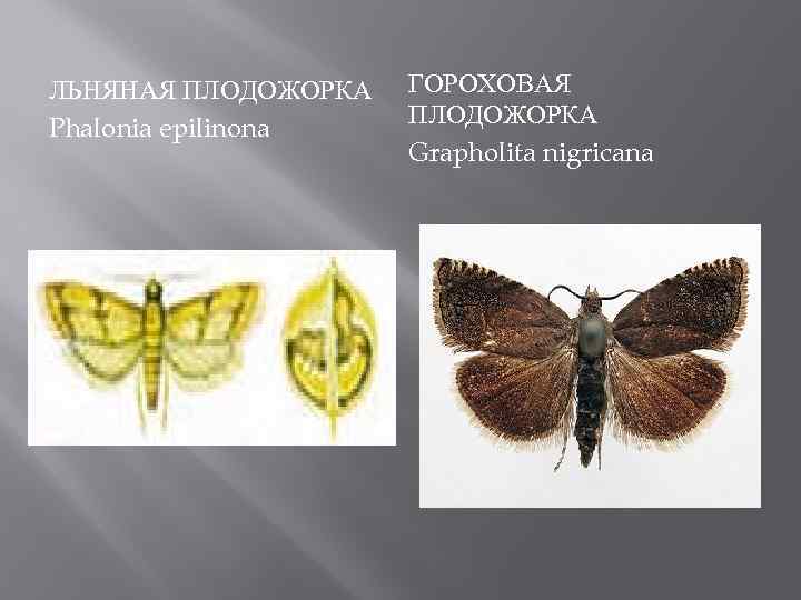 ЛЬНЯНАЯ ПЛОДОЖОРКА Phalonia epilinona ГОРОХОВАЯ ПЛОДОЖОРКА Grapholita nigricana 