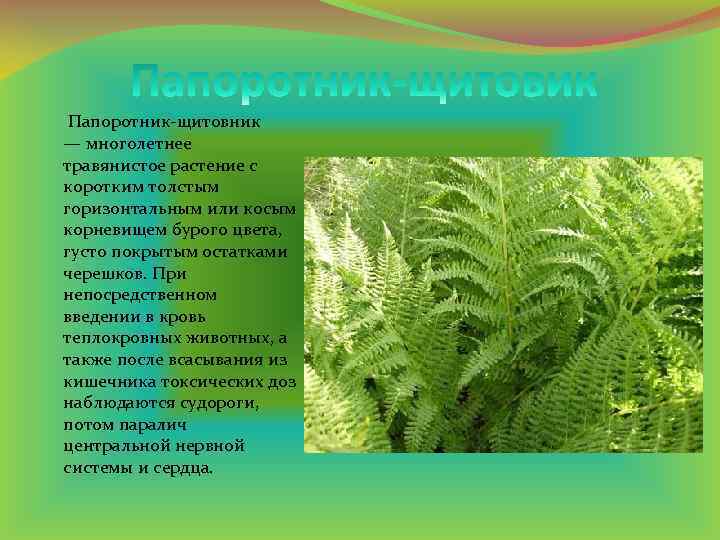  Папоротник-щитовник — многолетнее травянистое растение с коротким толстым горизонтальным или косым корневищем бурого