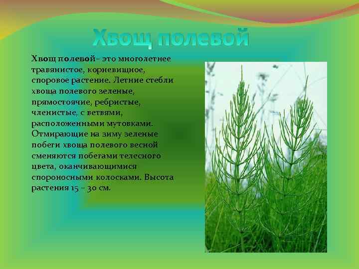 Хвощ полевой– это многолетнее травянистое, корневищное, споровое растение. Летние стебли хвоща полевого зеленые, прямостоячие,