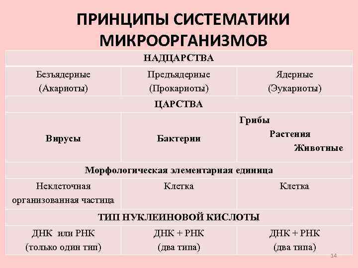 ПРИНЦИПЫ СИСТЕМАТИКИ МИКРООРГАНИЗМОВ НАДЦАРСТВА Безъядерные (Акариоты) Предъядерные (Прокариоты) Ядерные (Эукариоты) ЦАРСТВА Вирусы Бактерии Грибы