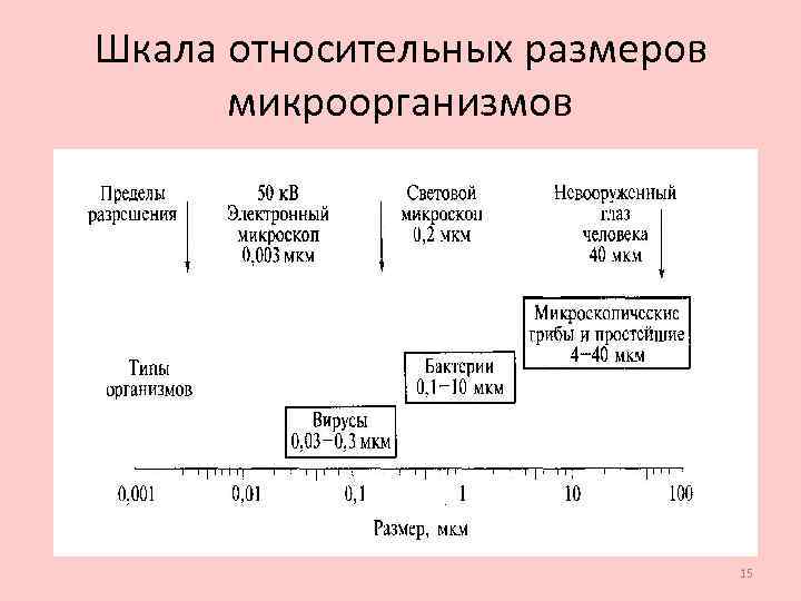 Относительный размер. Относительная шкала пример. Размеры микроорганизмов таблица. Шкала относительных размеров организмов. Относительная и абсолютная шкала.