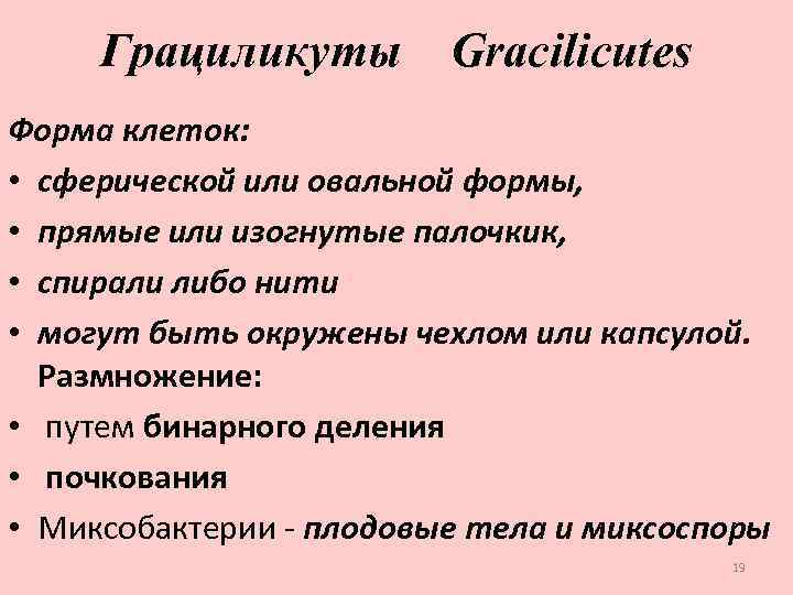 Грациликуты Gracilicutes Форма клеток: • сферической или овальной формы, • прямые или изогнутые палочкик,