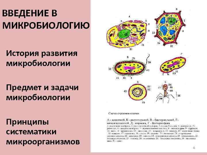 ВВЕДЕНИЕ В МИКРОБИОЛОГИЮ История развития микробиологии Предмет и задачи микробиологии Принципы систематики микроорганизмов 4