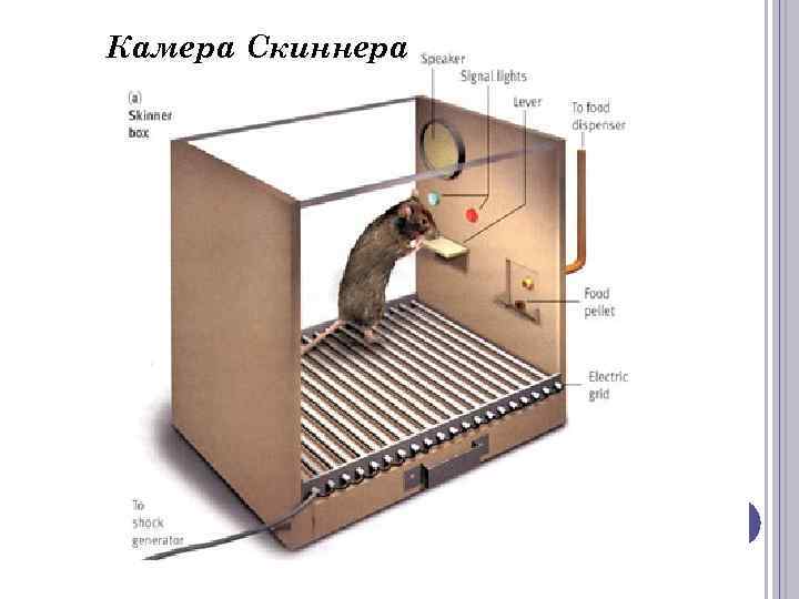 Камера Скиннера 