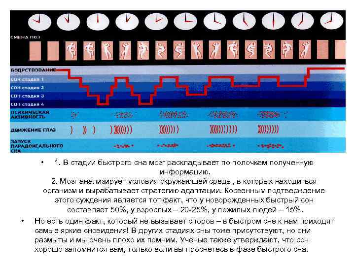  • • 1. В стадии быстрого сна мозг раскладывает по полочкам полученную информацию.