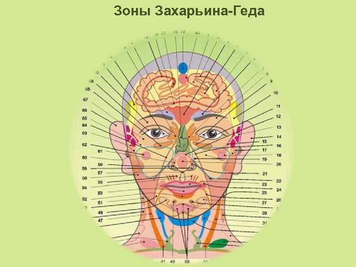 Зоны захарьина геда схема и описание