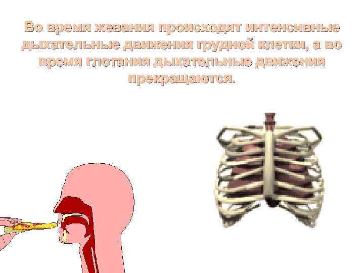 Во время жевания происходят интенсивные дыхательные движения грудной клетки, а во время глотания дыхательные