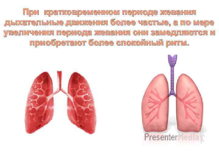 При кратковременном периоде жевания дыхательные движения более частые, а по мере увеличения периода жевания