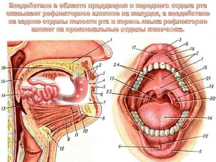 Воздействие в области преддверия и переднего отдела рта оказывает рефлекторное влияние на желудок, а