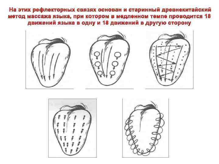 На этих рефлекторных связях основан и старинный древнекитайский метод массажа языка, при котором в