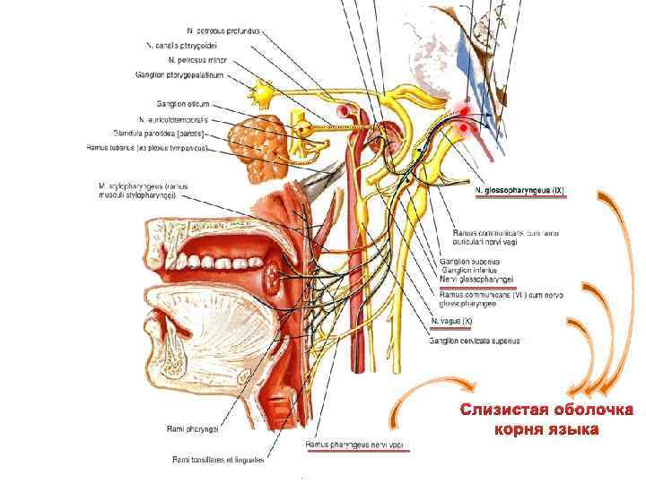 Слизистая оболочка корня языка 