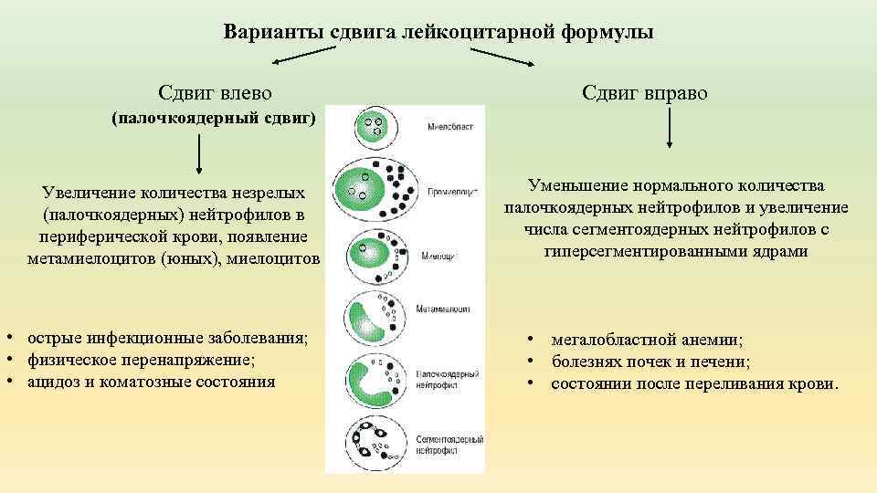 Варианты сдвига лейкоцитарной формулы Сдвиг влево Сдвиг вправо (палочкоядерный сдвиг) Увеличение количества незрелых (палочкоядерных)