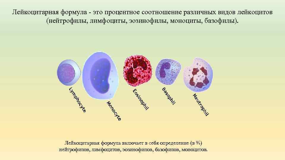 Лейкоцитарная формула - это процентное соотношение различных видов лейкоцитов (нейтрофилы, лимфоциты, эозинофилы, моноциты, базофилы).