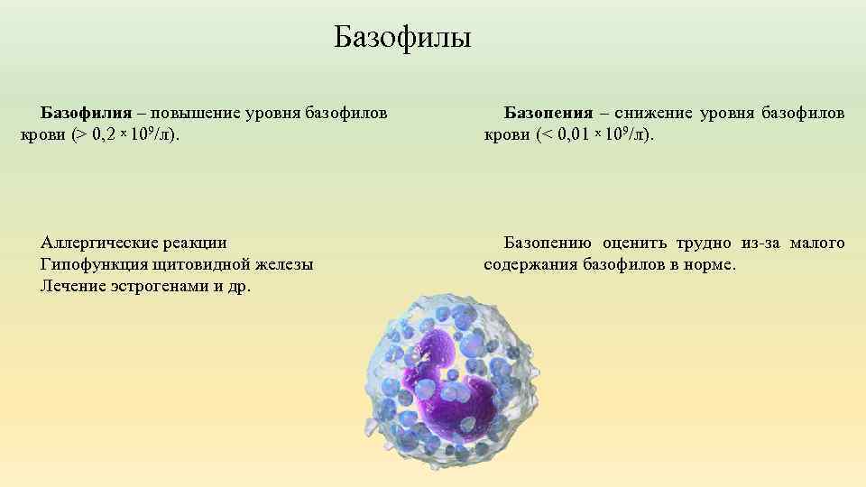 Базофилы Базофилия – повышение уровня базофилов крови (> 0, 2 x 109/л). Аллергические реакции