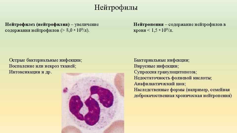 Нейтрофилы Нейтрофилез (нейтрофилия) – увеличение содержания нейтрофилов (> 8, 0 x 109/л). Острые бактериальные