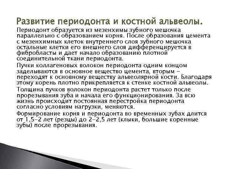 Развитие периодонта и костной альвеолы. Периодонт образуется из мезенхимы зубного мешочка параллельно с образованием