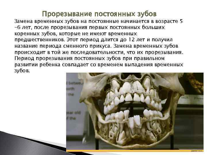 Прорезывание постоянных зубов Замена временных зубов на постоянные начинается в возрасте 5 -6 лет,