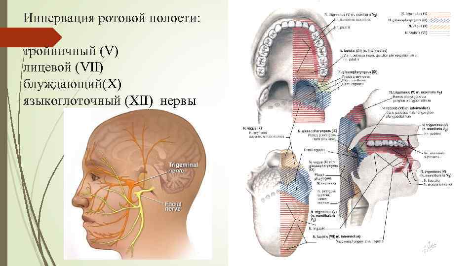 Иннервация ротовой полости: тройничный (V) лицевой (VII) блуждающий(X) языкоглоточный (XII) нервы 