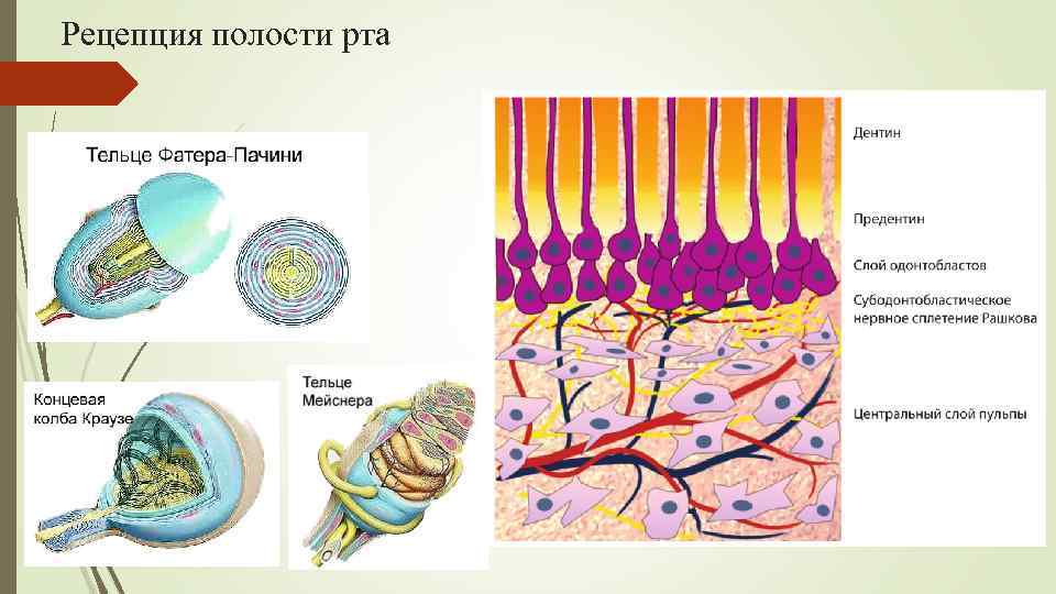 Рецепция полости рта 