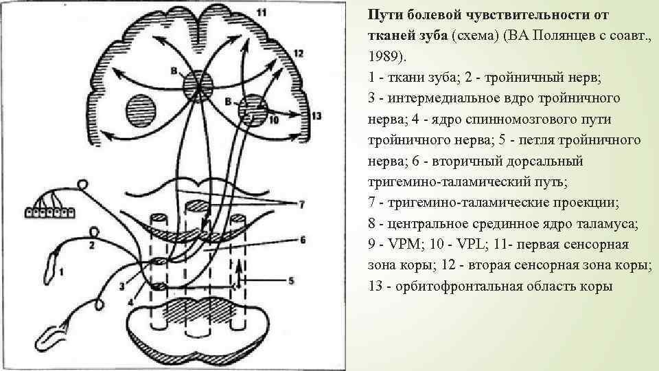 Пути болевой чувствительности от тканей зуба (схема) (ВА Полянцев с соавт. , 1989). 1