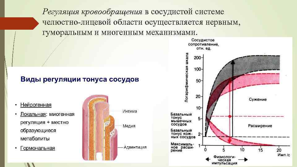 Регуляция кровообращения в сосудистой системе челюстно-лицевой области осуществляется нервным, гуморальным и миогенным механизмами. 