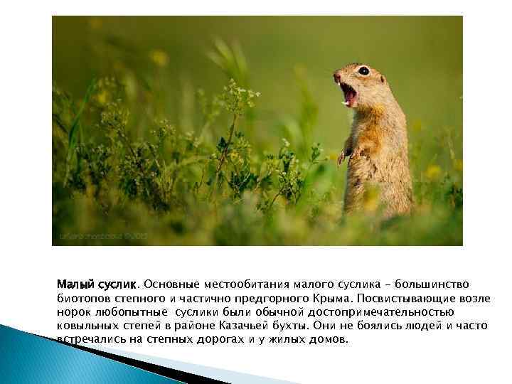 Малый суслик. Основные местообитания малого суслика - большинство биотопов степного и частично предгорного Крыма.