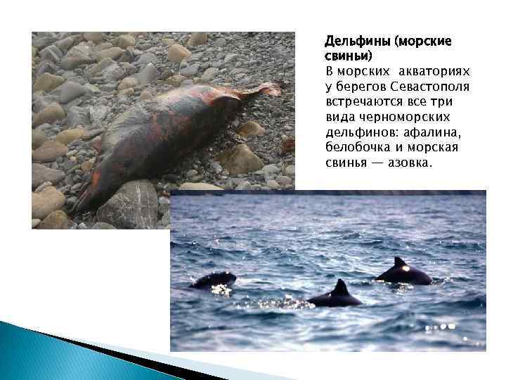 Дельфины (морские свиньи) В морских акваториях у берегов Севастополя встречаются все три вида черноморских
