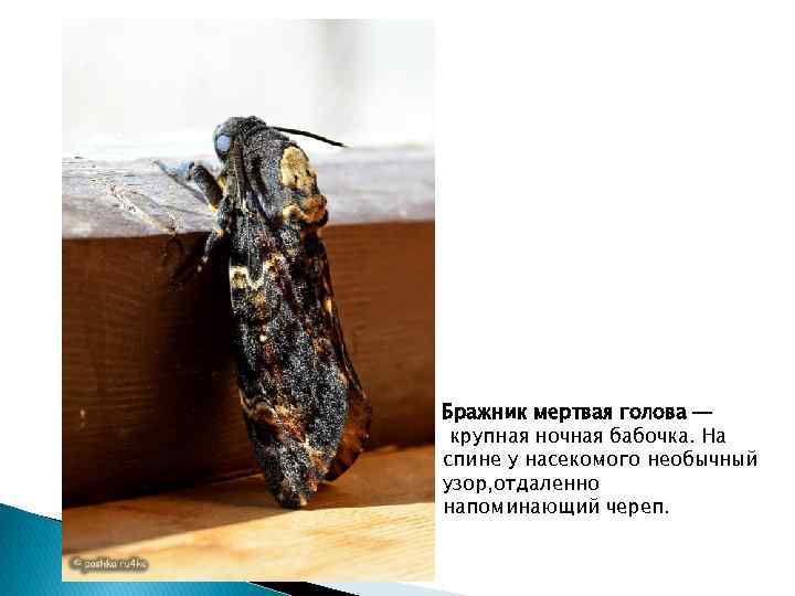 Бражник мертвая голова — крупная ночная бабочка. На спине у насекомого необычный узор, отдаленно