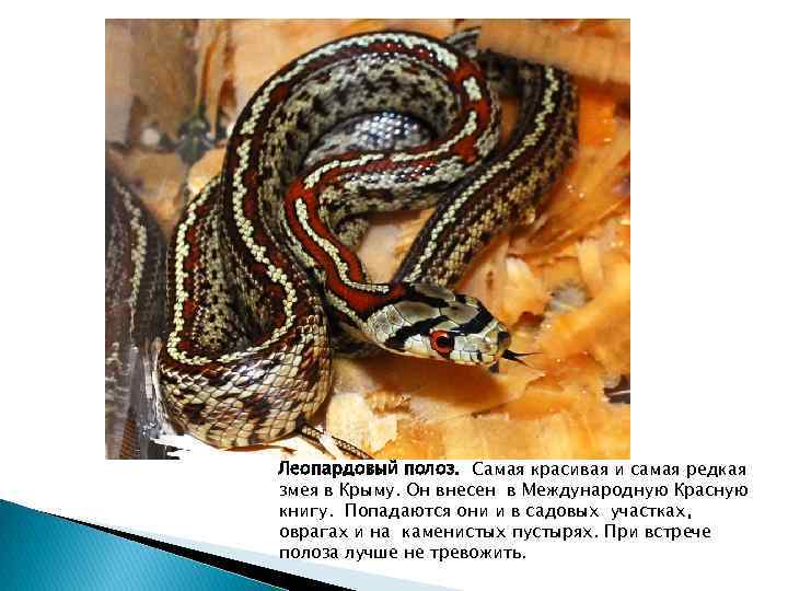 Леопардовый полоз. Самая красивая и самая редкая змея в Крыму. Он внесен в Международную