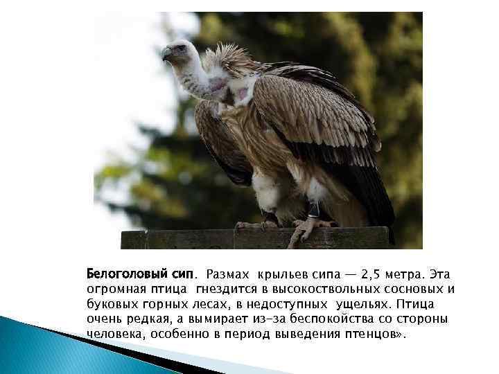 Белоголовый сип. Размах крыльев сипа — 2, 5 метра. Эта огромная птица гнездится в