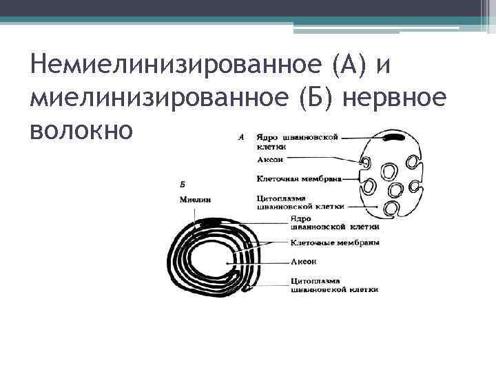 Немиелинизированное (А) и миелинизированное (Б) нервное волокно 