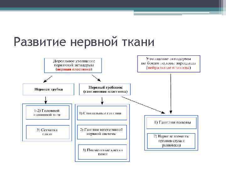 Развитие нервной ткани 