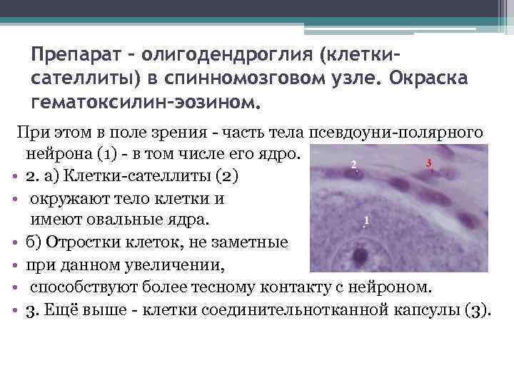 Препарат - олигодендроглия (клеткисателлиты) в спинномозговом узле. Окраска гематоксилин-эозином. При этом в поле зрения