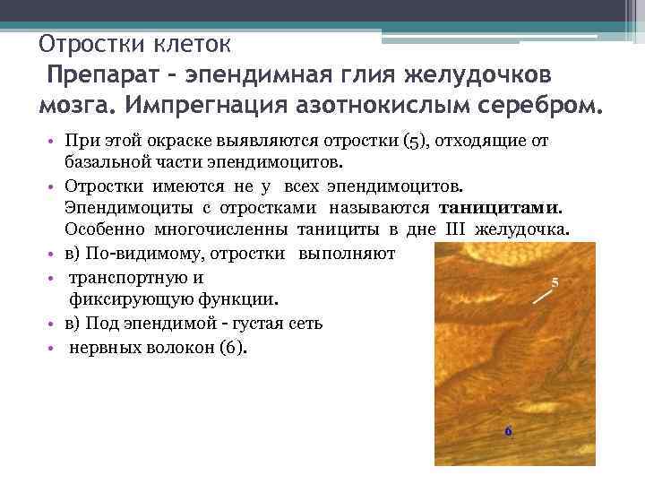 Отростки клеток Препарат - эпендимная глия желудочков мозга. Импрегнация азотнокислым серебром. • При этой