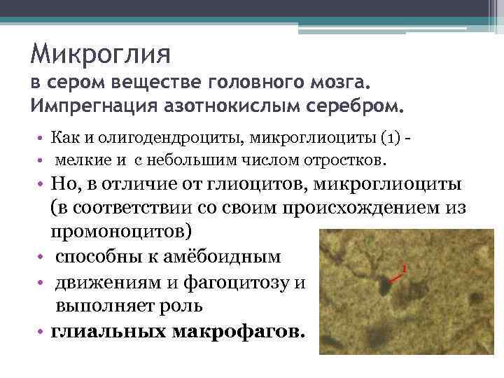 Микроглия в сером веществе головного мозга. Импрегнация азотнокислым серебром. • Как и олигодендроциты, микроглиоциты