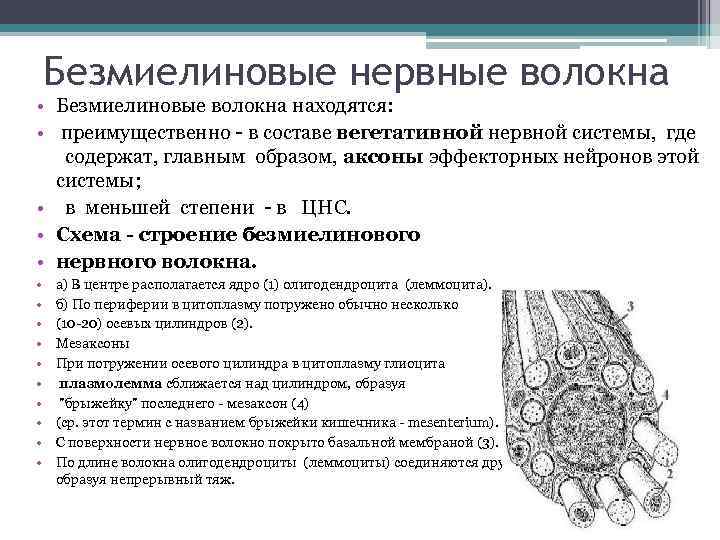 Безмиелиновые нервные волокна • Безмиелиновые волокна находятся: • преимущественно - в составе вегетативной нервной