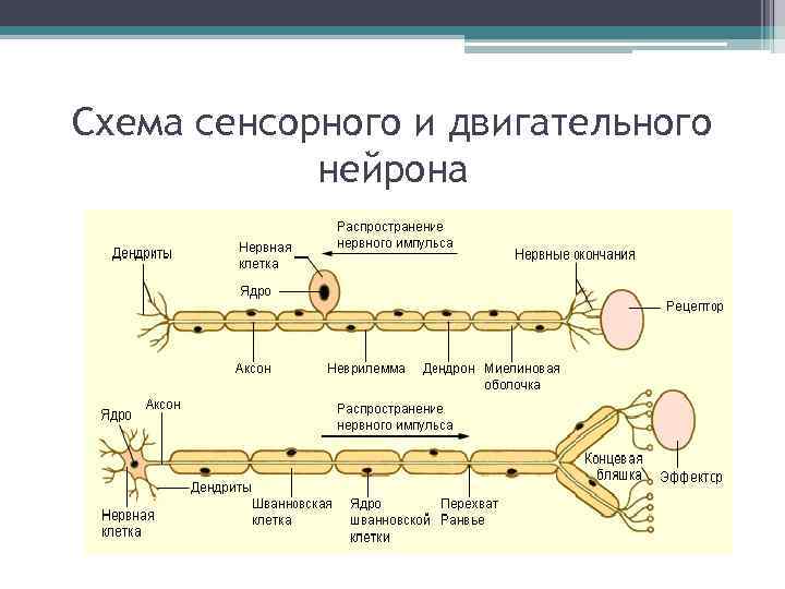Схема сенсорного и двигательного нейрона 