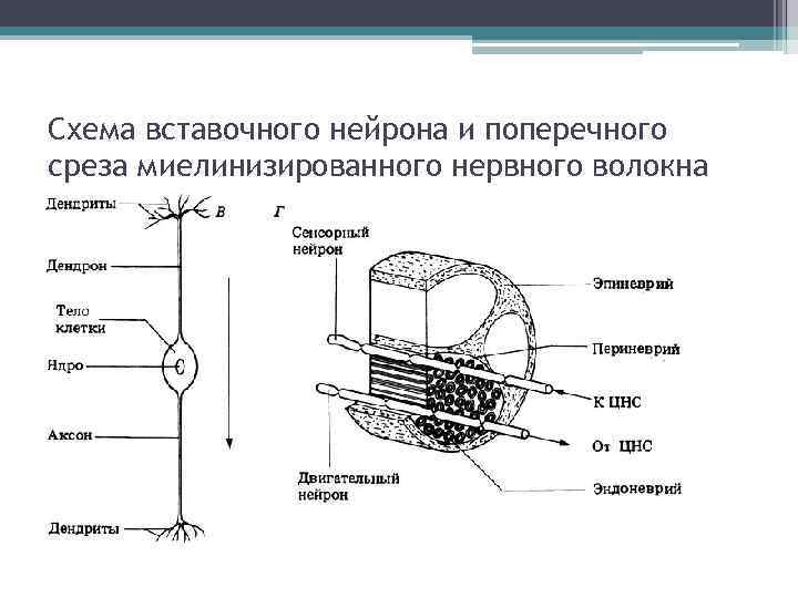Схема вставочного нейрона и поперечного среза миелинизированного нервного волокна 