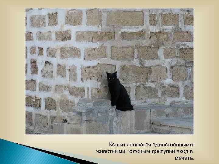 Кошки являются единственными животными, которым доступен вход в мечеть. 