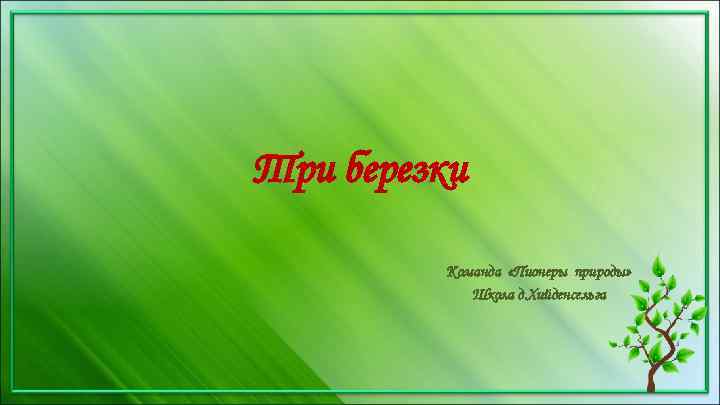 Три березки Команда «Пионеры природы» Школа д. Хийденсельга 