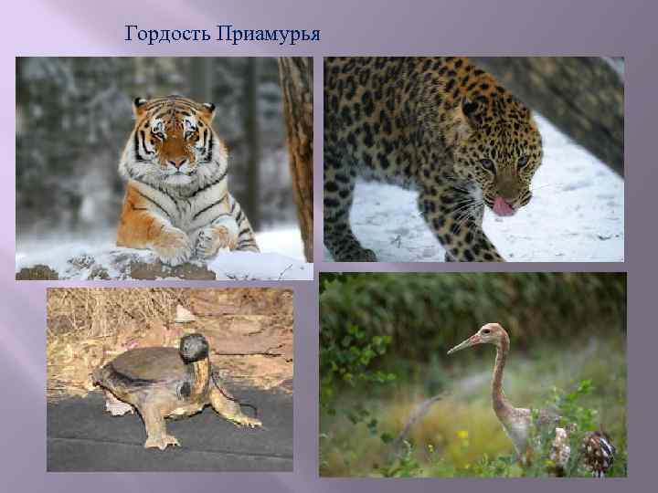 Гордость Приамурья 