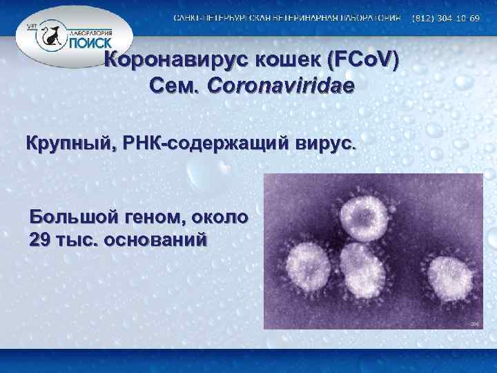 Коронавирус кошек (FCo. V) Сем. Coronaviridae Крупный, РНК-содержащий вирус. Большой геном, около 29 тыс.