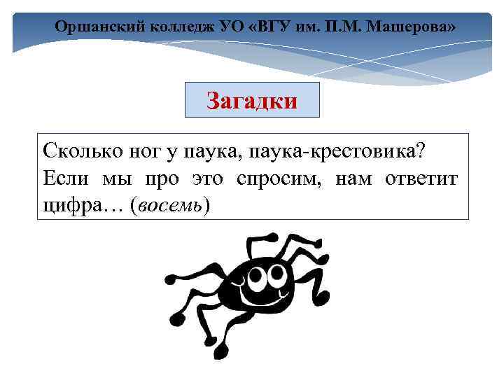 Оршанский колледж УО «ВГУ им. П. М. Машерова» Загадки Сколько ног у паука, паука-крестовика?