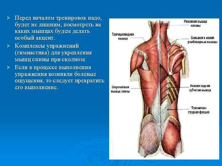 Перед началом тренировок надо, будет не лишним, посмотреть на каких мышцах будем делать особый